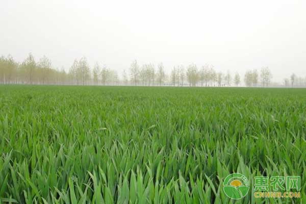 小麥管理技術(shù)：如何澆好小麥封凍水?