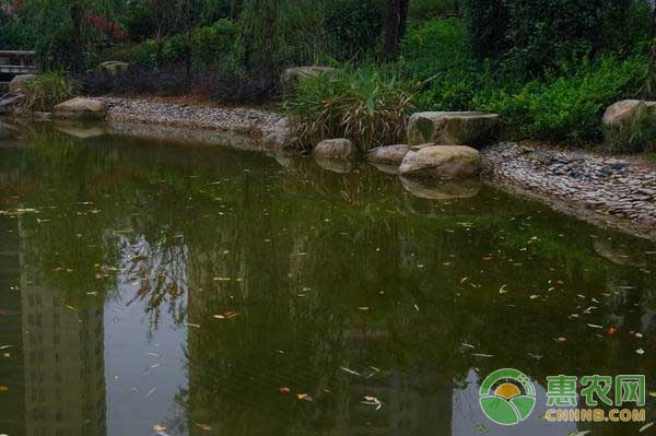 芽孢桿菌有什么用？芽孢桿菌在水產(chǎn)養(yǎng)殖中的好處
