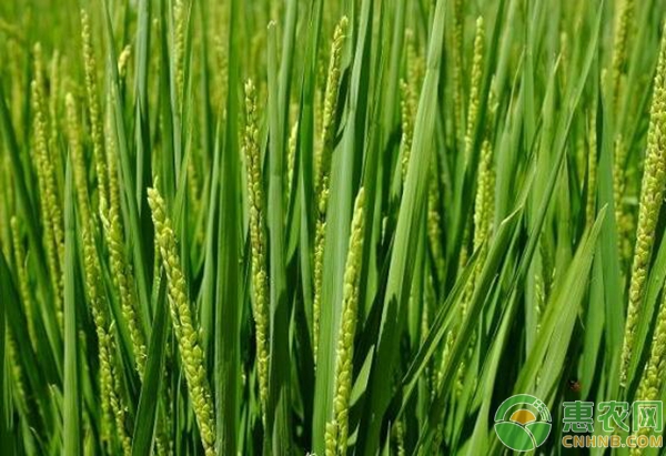 小麥管理