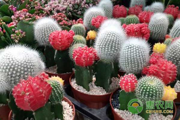 如何改善土壤肥力？这五种方法简单又省事