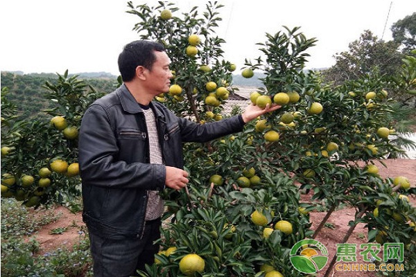 柑橘明星商家 | 30年前他是大学青年才俊，30年后他是柑橘产业先锋