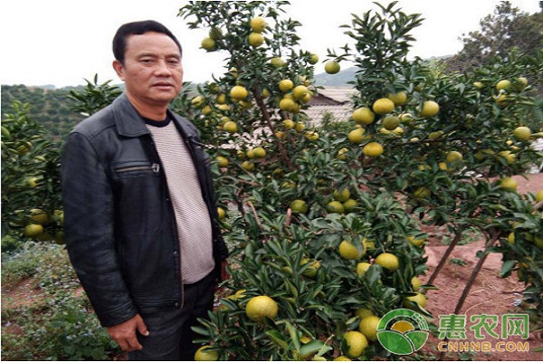 柑橘明星商家 | 30年前他是大学青年才俊，30年后他是柑橘产业先锋