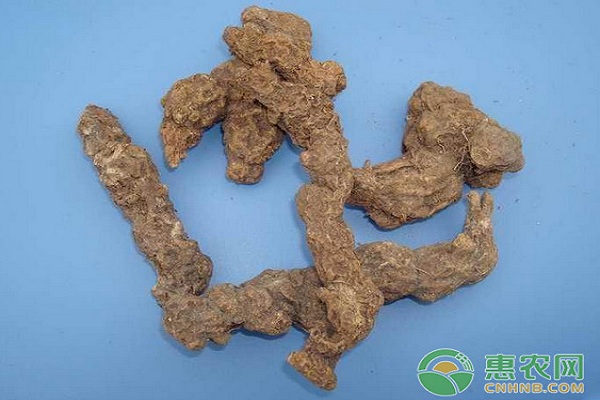蒼術(shù)怎么種植？蒼術(shù)高效種植技術(shù)