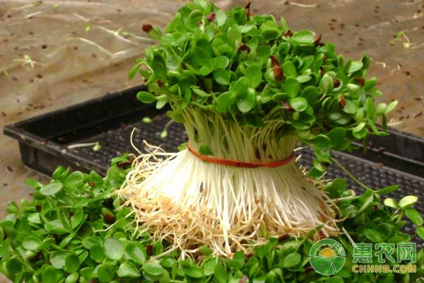 苜蓿芽苗菜在家怎么培植?苜蓿芽苗菜栽培技巧
