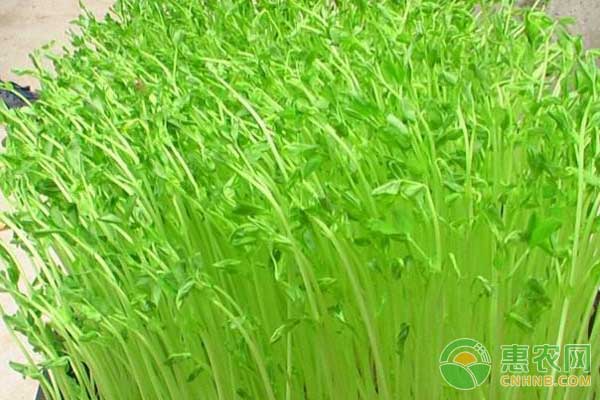 苜蓿芽苗菜在家怎么培植?苜蓿芽苗菜栽培技巧