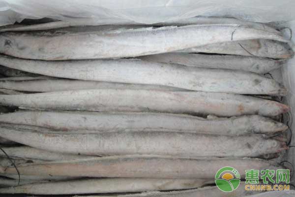 哪些魚不能人工養(yǎng)殖，不能人工養(yǎng)殖的魚類有哪些?