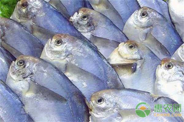 哪些魚不能人工養(yǎng)殖，不能人工養(yǎng)殖的魚類有哪些?