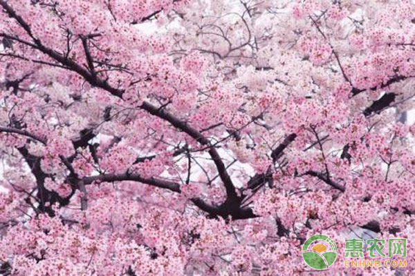 櫻花種植技術(shù)