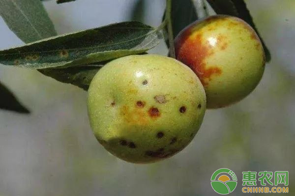 有機銅制劑噻菌銅混配技術(shù)在果蔬常見病害上的應(yīng)用