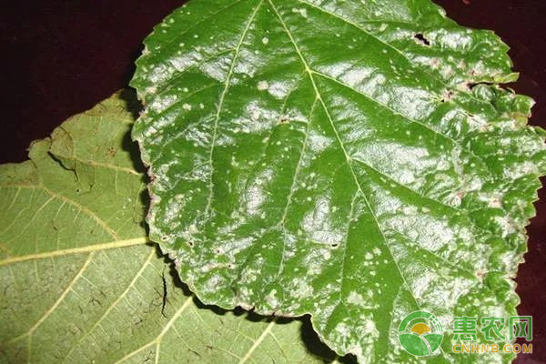 有機銅制劑噻菌銅混配技術(shù)在果蔬常見病害上的應(yīng)用