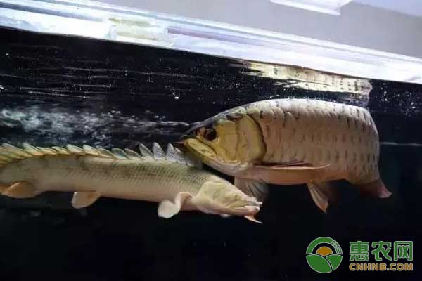 養(yǎng)魚技巧：養(yǎng)魚過程中每天都需要觀察的幾件事