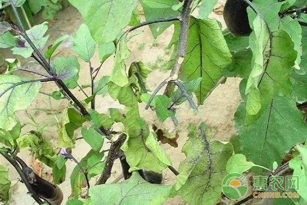 有機銅制劑噻菌銅混配技術(shù)在果蔬常見病害上的應(yīng)用