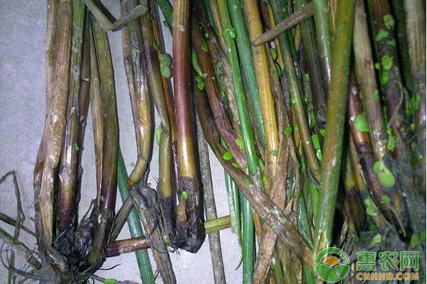 有機銅制劑噻菌銅混配技術(shù)在果蔬常見病害上的應(yīng)用