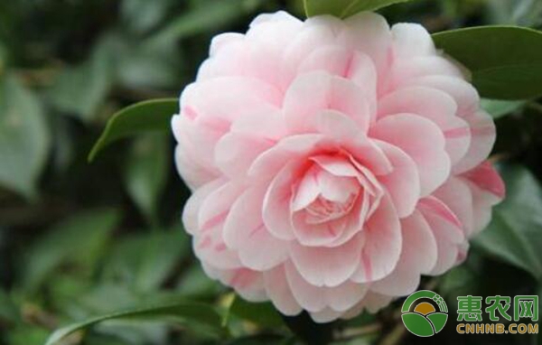 茶花種植