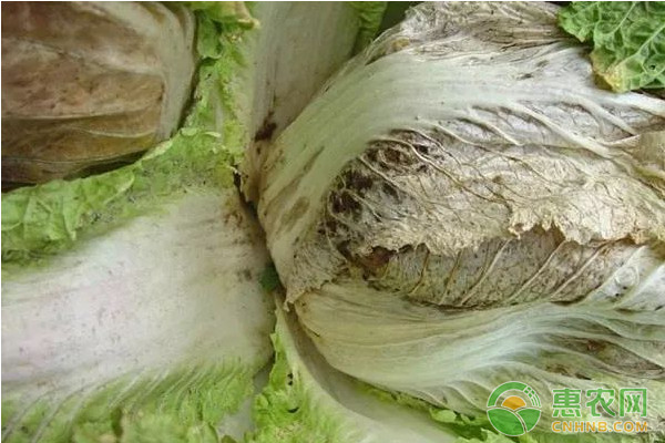 有機銅制劑噻菌銅混配技術(shù)在果蔬常見病害上的應(yīng)用