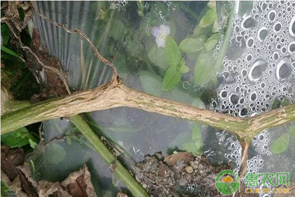有機銅制劑噻菌銅混配技術(shù)在果蔬常見病害上的應(yīng)用