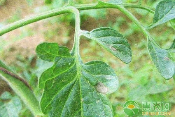 有機銅制劑噻菌銅混配技術(shù)在果蔬常見病害上的應(yīng)用