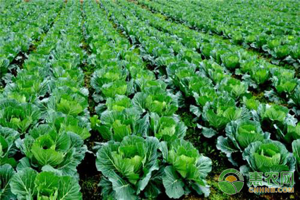 蔬菜種植技術(shù)