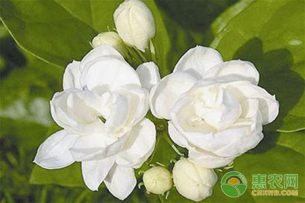 茉莉花種植方法