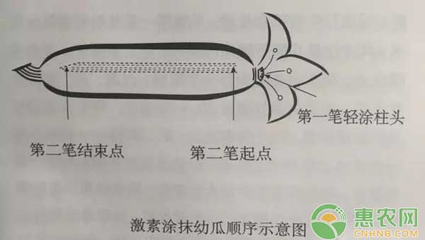 西葫蘆蘸花發(fā)生藥害了怎么辦？怎么防治？