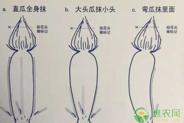 西葫蘆蘸花發(fā)生藥害了怎么辦？怎么防治？