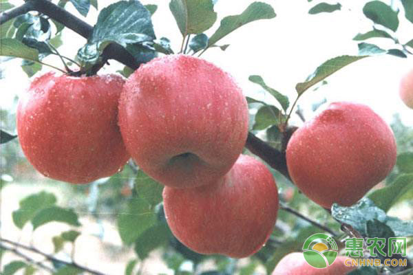 蘋果樹種植技術(shù)：蘋果冬剪注意事項