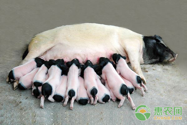 母猪人工授精优缺点分析（附母猪人工授精流程）