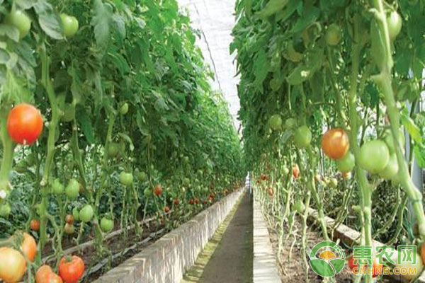 溫室西紅柿種植技術(shù)