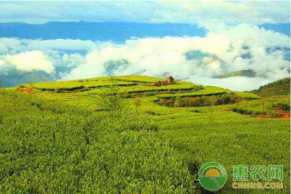 淺析茶園病蟲害綠色防控技術(shù)的應(yīng)用與研究