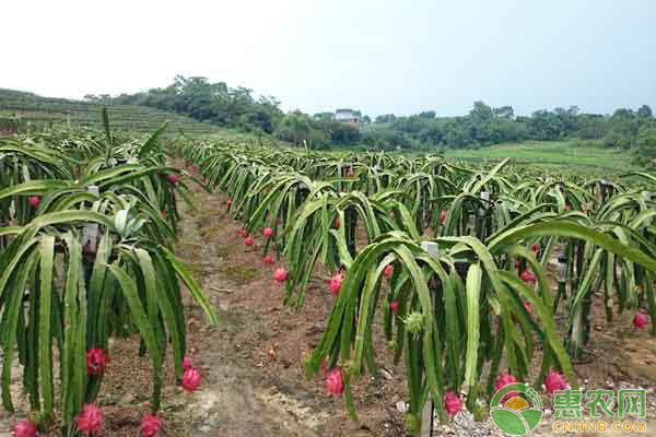 果樹(shù)混栽