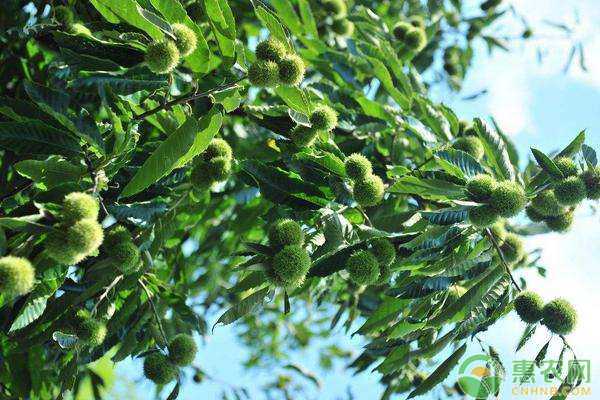 板栗種植技術(shù)