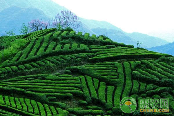 淺析茶園病蟲害綠色防控技術(shù)的應(yīng)用與研究