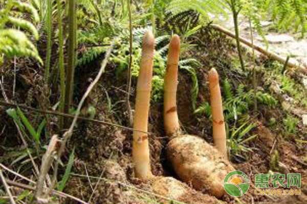 天麻種植技術(shù)及經(jīng)濟(jì)效益分析