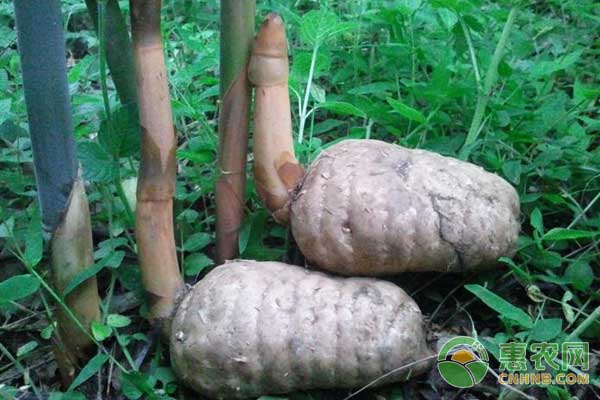 天麻種植技術(shù)及經(jīng)濟(jì)效益分析