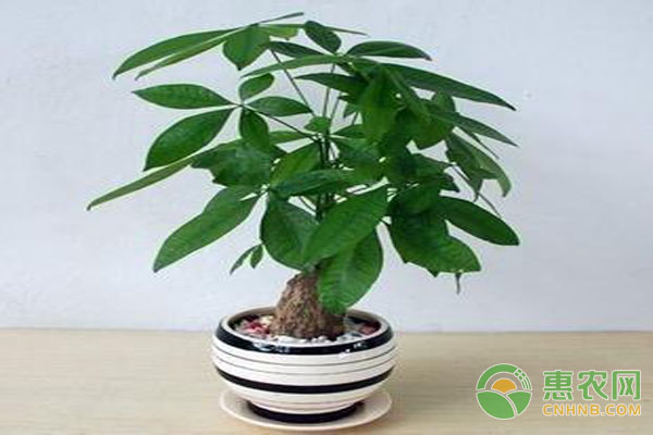 <a href='http://www.iweekee.cn/p/facaishu/' class='j-href' target='_blank'><span style='color:#FF8001'>發(fā)財樹批發(fā)</span></a>