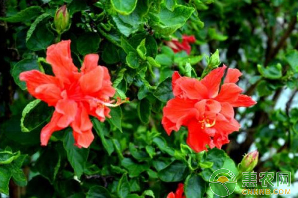 盆栽花葉良姜的養(yǎng)殖方法及病蟲(chóng)害防治技術(shù)