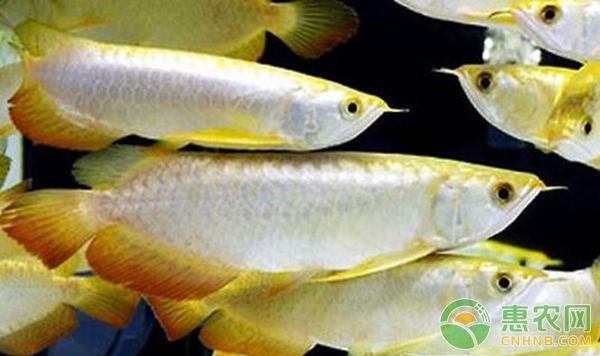 龍魚養(yǎng)護四大關(guān)鍵點