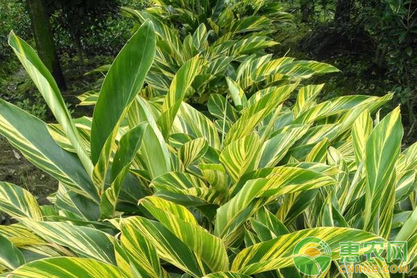 盆栽花葉良姜的養(yǎng)殖方法及病蟲(chóng)害防治技術(shù)