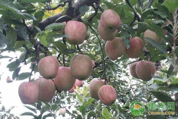 蘋果樹栽培