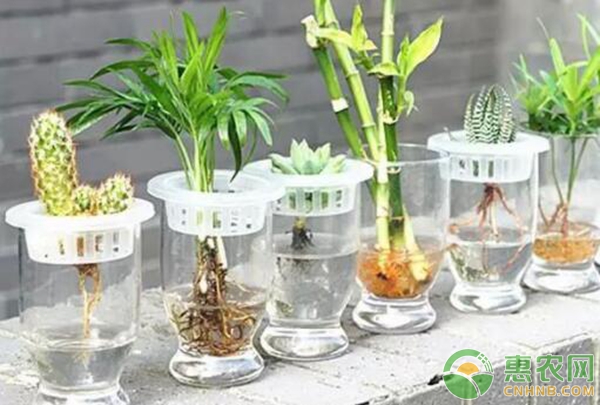 水培植物不爛根