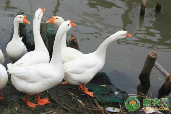 肉鵝育肥期飼養(yǎng)管理技術及注意事項