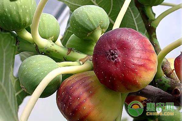 無(wú)花果怎么處理便于貯藏和運(yùn)輸？