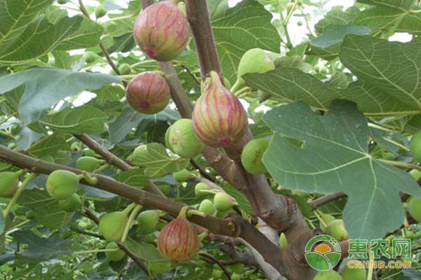 無(wú)花果怎么處理便于貯藏和運(yùn)輸？