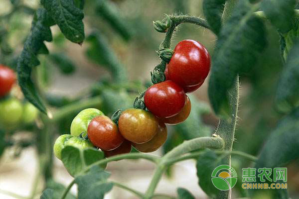 學(xué)會這五個盆栽西紅柿種植技巧，讓你的西紅柿健康又強(qiáng)壯!