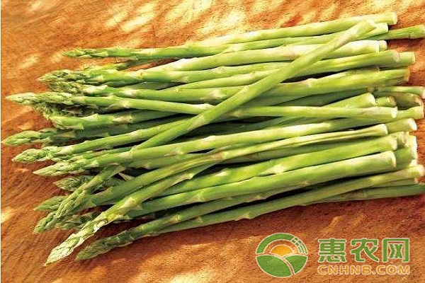 淺析蘆筍支架高產(chǎn)栽培防倒技術(shù)