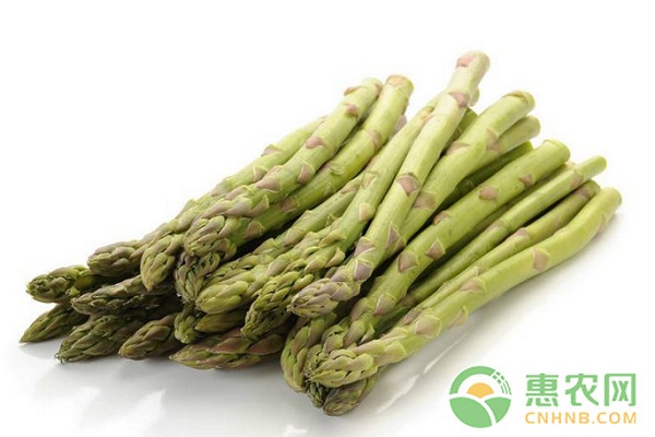 淺析蘆筍支架高產(chǎn)栽培防倒技術(shù)