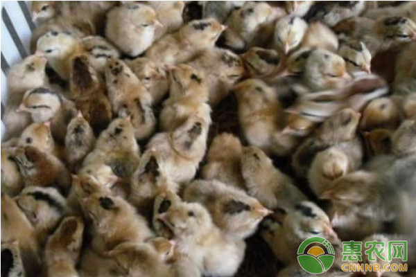 淺析花鳳雞的飼養(yǎng)管理技術(shù)要點(diǎn)及養(yǎng)殖前景