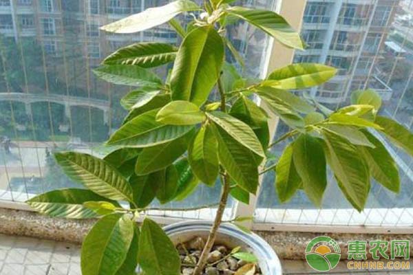 家庭盆栽白蘭花養(yǎng)護(hù)技巧