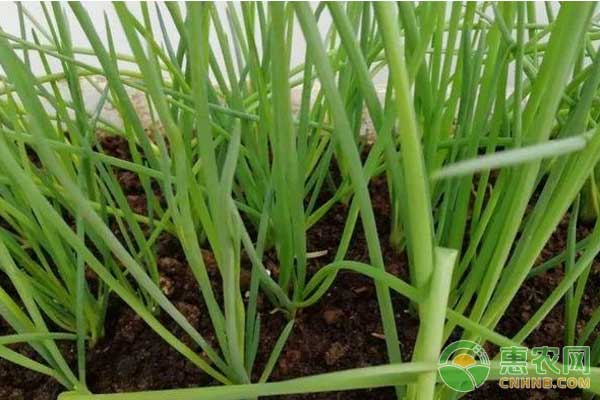 這些蔬菜不需要陽(yáng)光也能種，趕緊試試看!