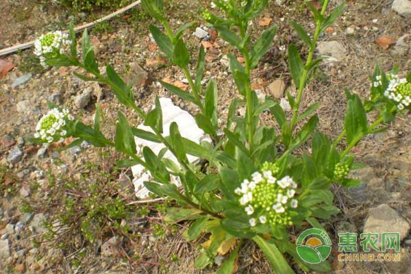 圓葉遏藍菜怎么種？圓葉遏藍菜人工種植技術